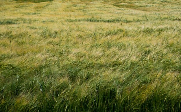 Photo full frame shot of corn field