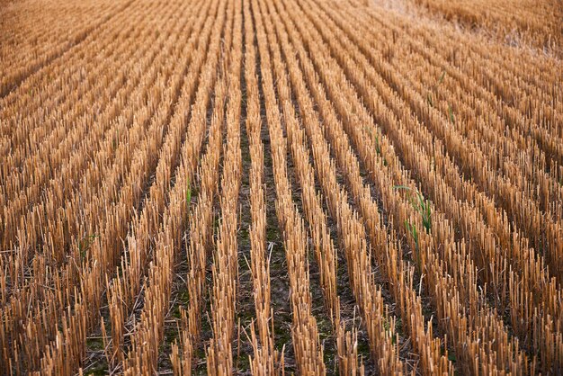 Photo full frame shot of corn field