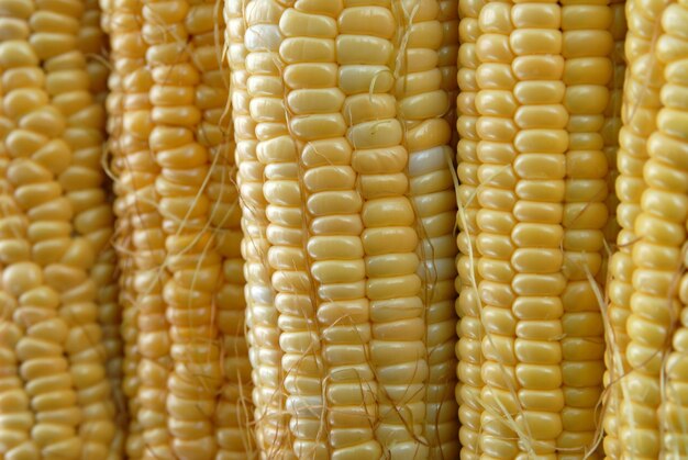 Полный кадр кукурузы