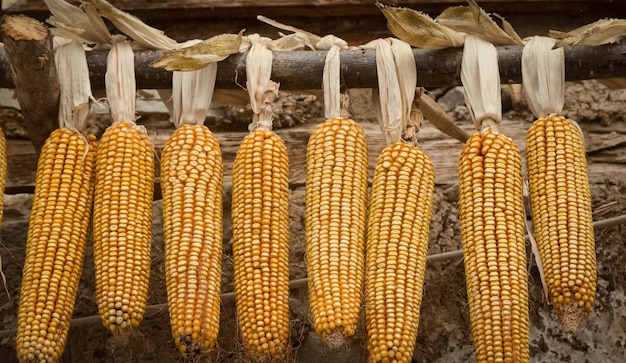 Photo full frame shot of corn