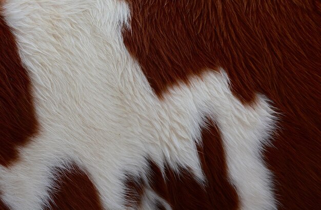 Photo full frame shot of cow hair