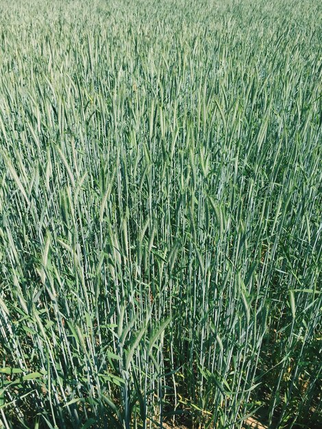 Full frame shot of crops on field