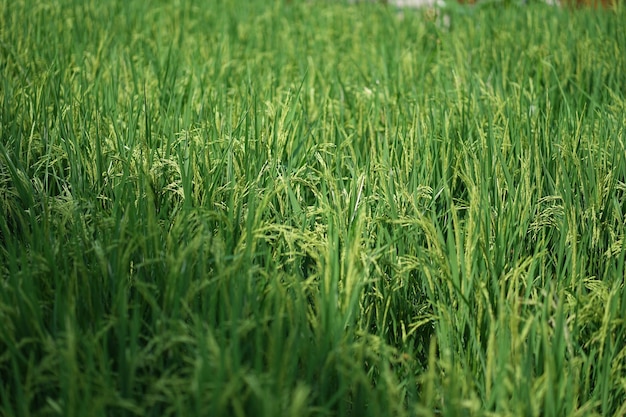 Photo full frame shot of crops on field