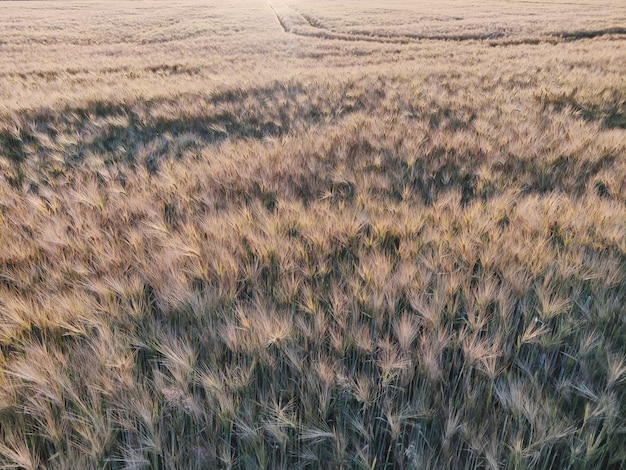 Foto fotografia completa delle colture che crescono sul campo