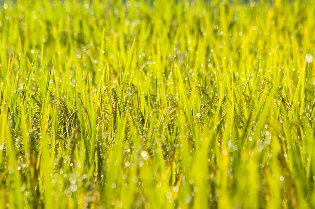 Full frame shot of crops growing on field