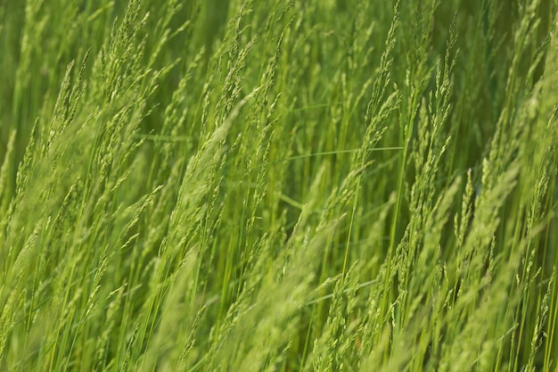 Photo full frame shot of crops growing on field