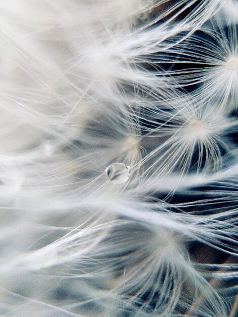 Photo full frame shot of dandelionseeds