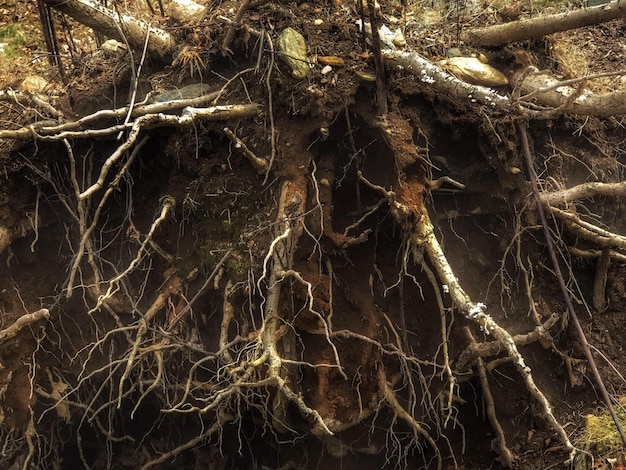 Photo full frame shot of  dead tree trunk and roots