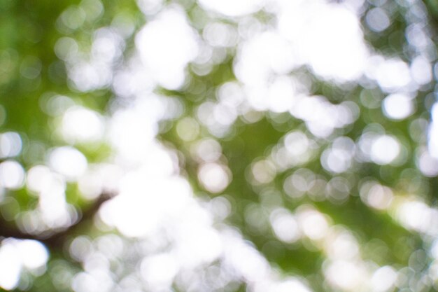 Photo full frame shot of defocused trees