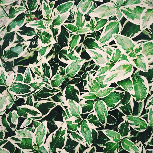 Foto scatto completo di gocce di rugiada sulle foglie delle piante verdi nel giardino