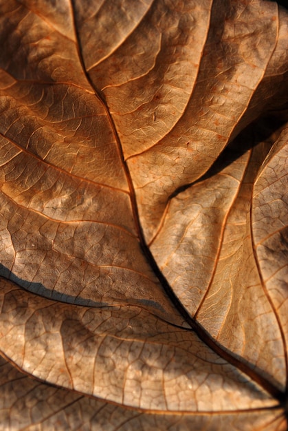 Photo full frame shot of dried leaf