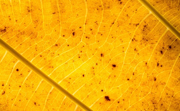 Full frame shot of dried leaf