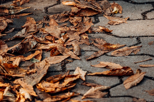 Photo full frame shot of dried leaves on field