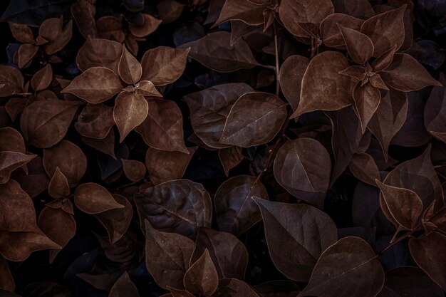 Photo full frame shot of dried leaves