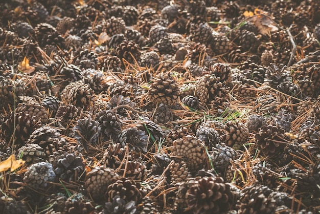 Full frame shot of dried plant on field