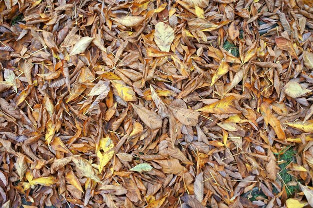 Full frame shot of dry autumn leaves