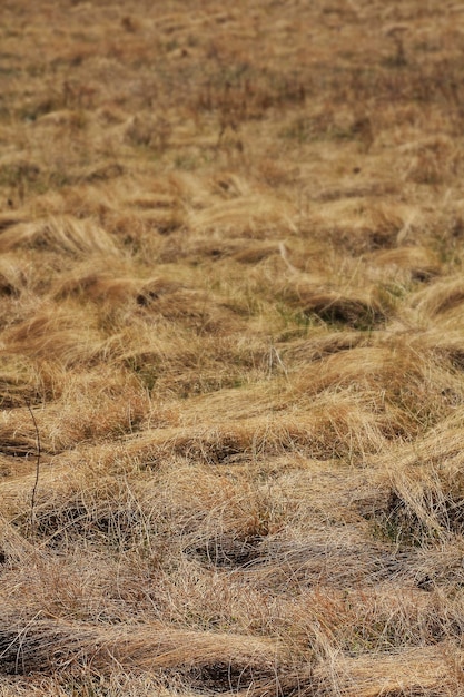 Full frame shot of dry grass on field