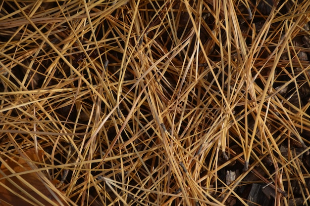 Photo full frame shot of dry grass