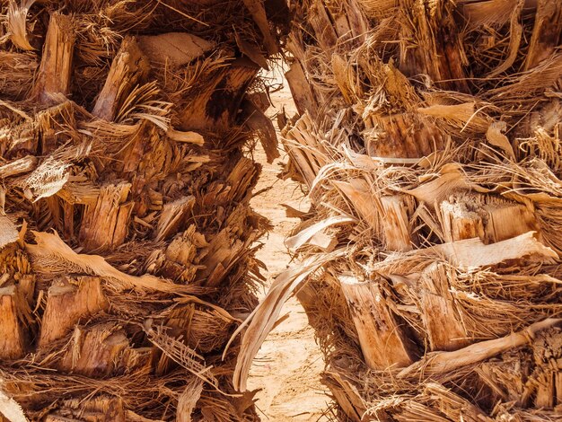 Full frame shot of dry leaf