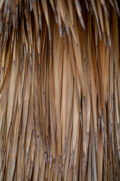 Full frame shot of dry leaf