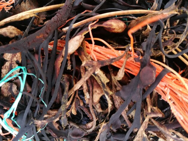 Full frame shot of dry leaves on field