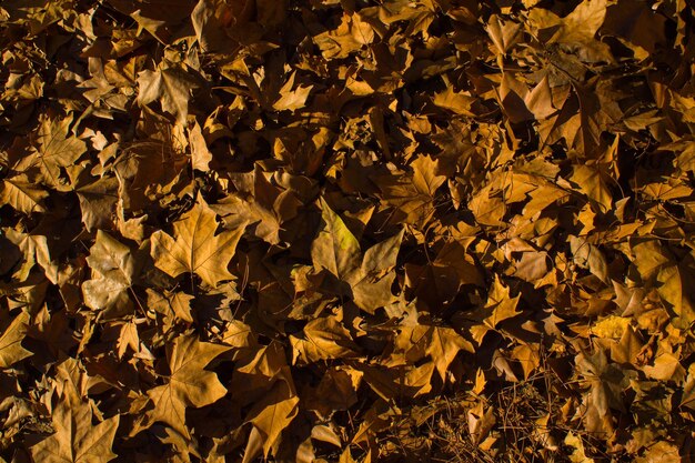 Foto fotografia completa delle foglie secche sul campo