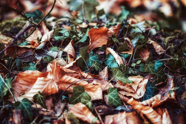 Photo full frame shot of dry leaves on field