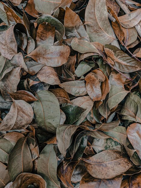 Photo full frame shot of dry leaves on land