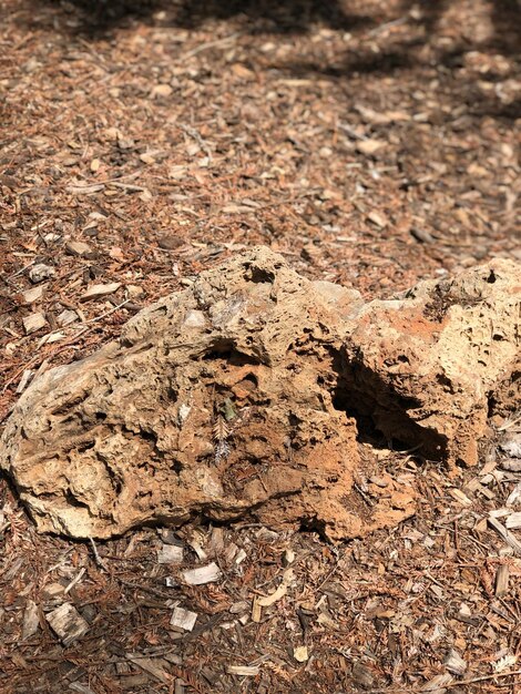 Full frame shot of dry leaves