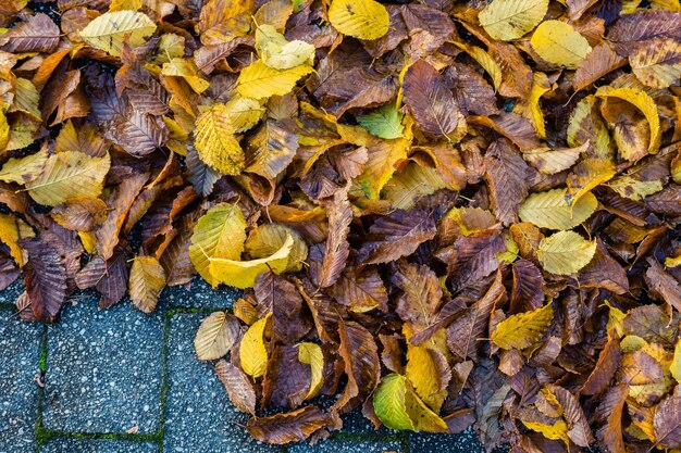 Photo full frame shot of dry leaves