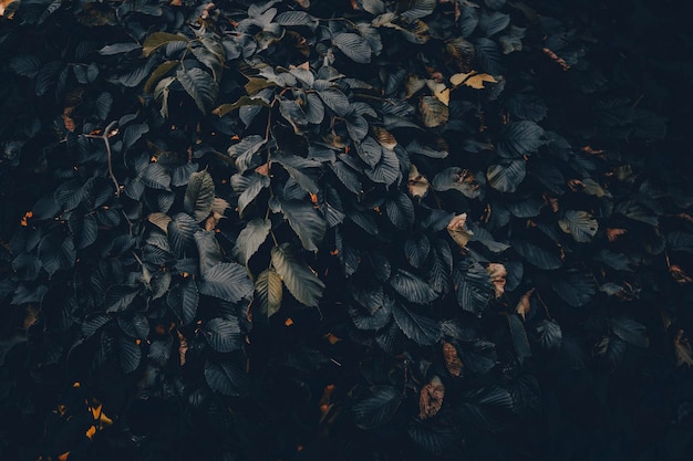 Photo full frame shot of dry leaves