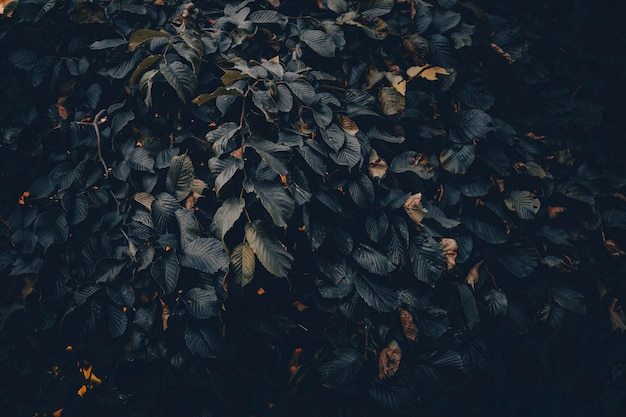 Full frame shot of dry leaves