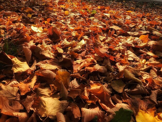 Full frame shot of dry maple leaves during autumn