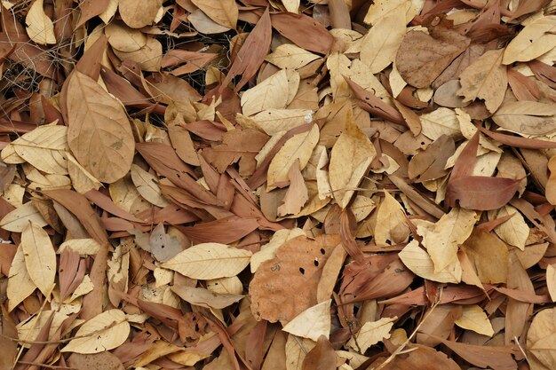 Full frame shot of dry maple leaves