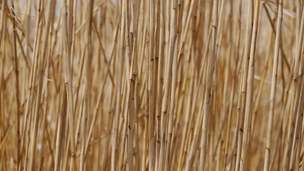 Photo full frame shot of dry plants