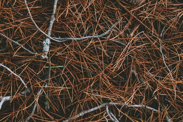 Full frame shot of dry twigs