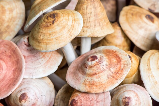 Full frame shot of edible mushrooms