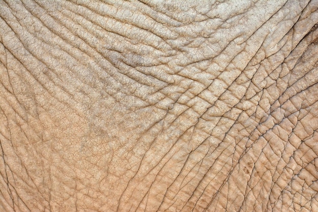 Full frame shot of elephant
