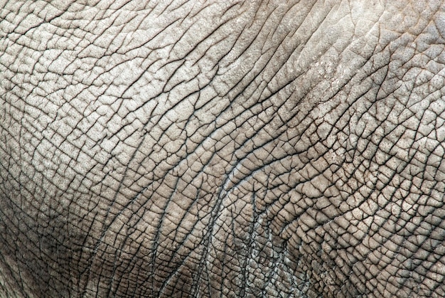 Full frame shot of elephants skin