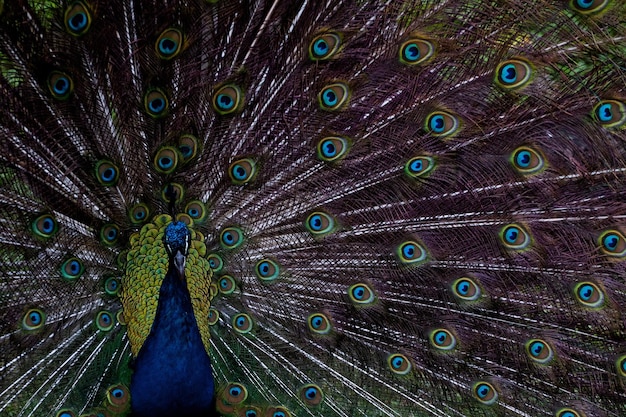 Photo full frame shot of fanned out peacock