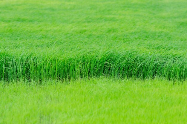 Photo full frame shot of farm