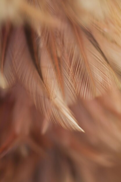 Full frame shot of feather