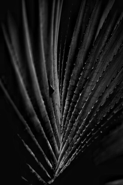 Photo full frame shot of feather