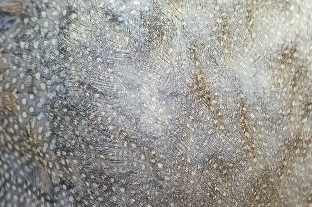 Photo full frame shot of feathers