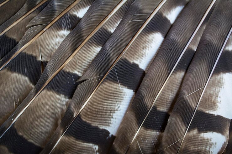 Photo full frame shot of feathers