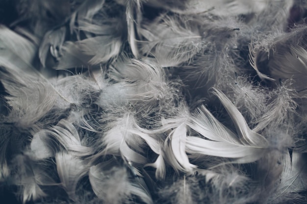 Photo full frame shot of feathers