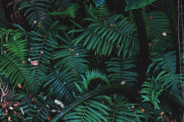 Photo full frame shot of fern leaves
