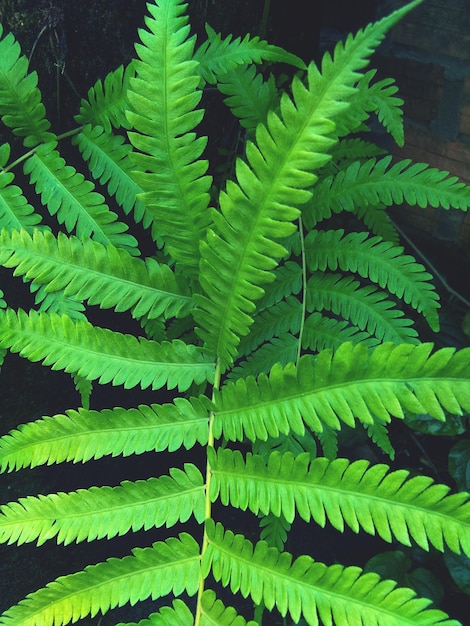 Photo full frame shot of fern leaves