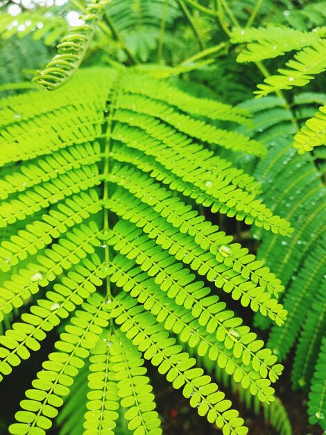 Full frame shot of fern leaves