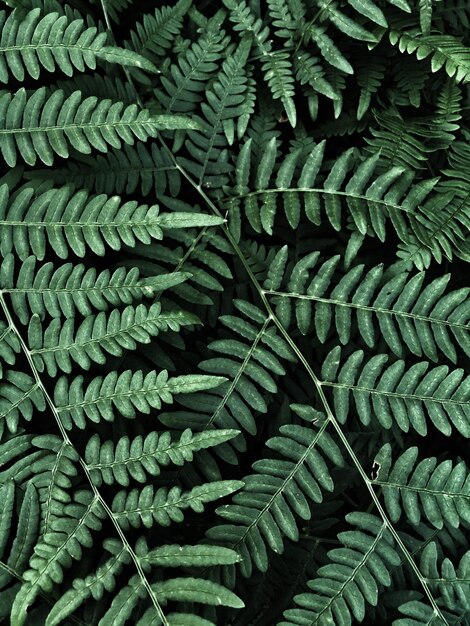 Full frame shot of fern leaves